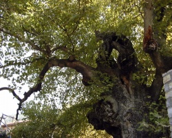2000 Year Old Tree - Bayir